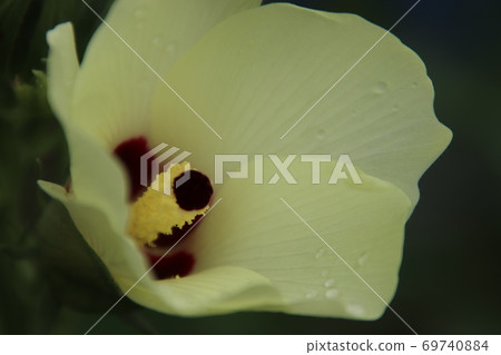 Okra's Flower 69740884