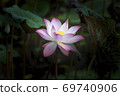 Beautiful pink lotus flower . 69740906