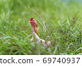 Chicken in The Grass 69740937