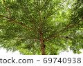Image looking up from under a tree, a tree with green leaves Isolated on a white 69740938
