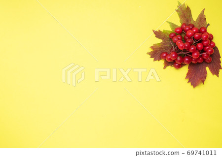 Red berries of fresh viburnum with leaves on a yellow background. Copy space. Red berries of fresh viburnum with leaves on a yellow background. Copy space. 69741011