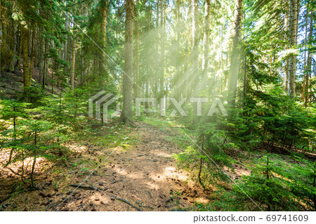 Beautiful forest in spring with bright sun shining through the trees 69741609