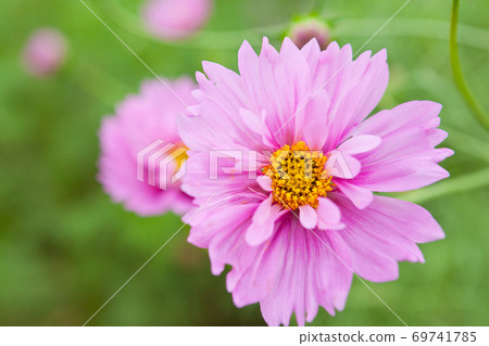 Yae cosmos flower close up 69741785