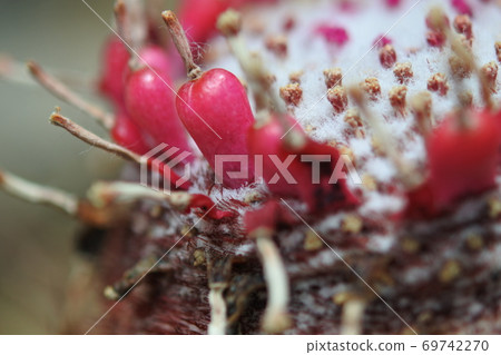 Cactus red fruit up 69742270