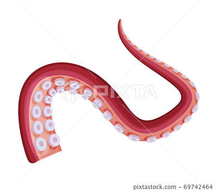 Octopus Tentacle, Underwater Marine Creature Animal Body Part Vector Illustration 69742464