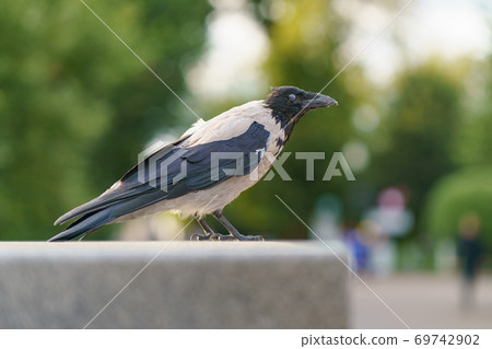 crow, raven, bird 69742902