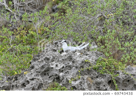 野生鳥類/夏季候鳥Eri Guro Tern 69743438
