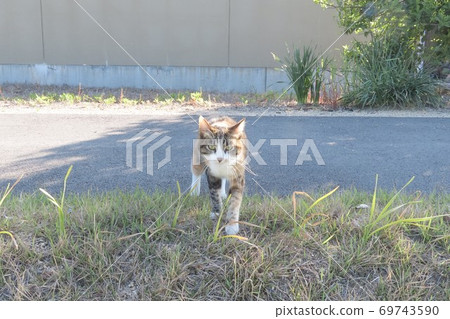 Stray cat approaching from behind 69743590