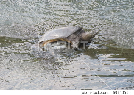 Soft-shelled turtle in the shell 69743591
