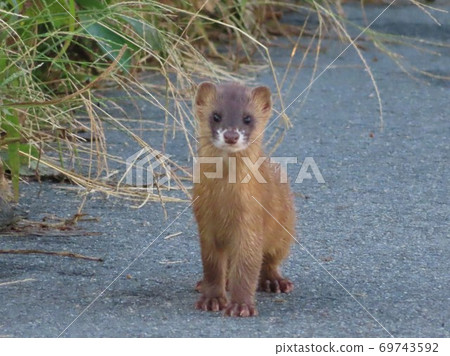 The weasel child I encountered, I forgot to run away with surprise 69743592