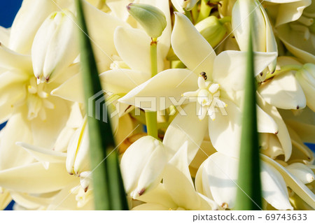 Bloom Spanish Bayonet Yucca flowers on tree, Closeup white yucca filamentosa bush flowers,  69743633