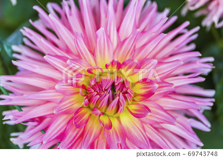 Brightly blooming dahlia, Kawanishi Town, Yamagata Prefecture 69743748