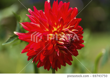 Brightly blooming dahlia, Kawanishi Town, Yamagata Prefecture 69743750