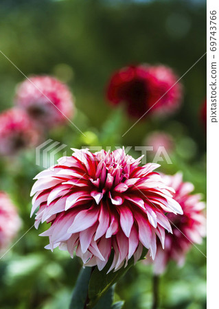 山形縣川西町大花iya 69743766