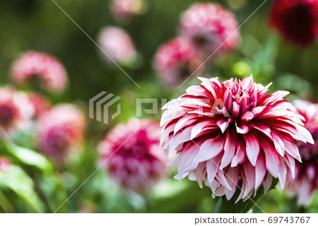 Brightly blooming dahlia, Kawanishi Town, Yamagata Prefecture 69743767