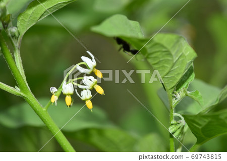 Dogwood flowers Dogwood flowers 69743815