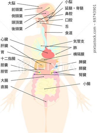Organ with explanation of structure in the brain 69743901