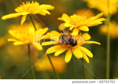 Flowers and honey bees 69745701