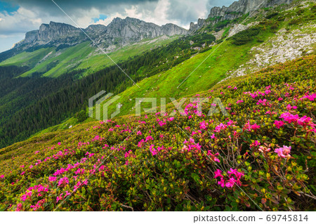 Spectacular pink rhododendron flowers in the mountains, Bucegi, Carpathians, Romania Spectacular pink rhododendron flowers in the mountains, Bucegi, Carpathians, Romania 69745814