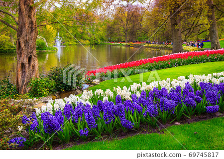 Breathtaking colorful fresh tulips in Keukenhof park, Netherlands, Europe Breathtaking colorful fresh tulips in Keukenhof park, Netherlands, Europe 69745817