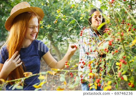Happy little girl during picking berries in a garden outdoors. Love, family, lifestyle, harvest concept. 69746236