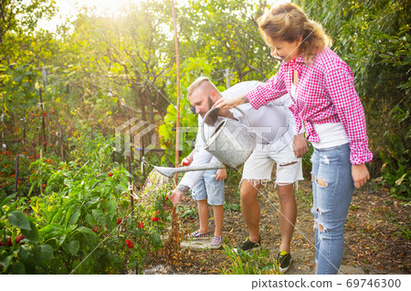 Happy young family during picking berries in a garden outdoors. Love, family, lifestyle, harvest concept. 69746300