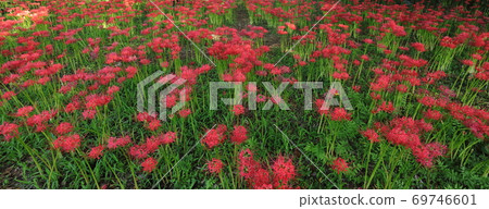 Cluster amaryllis in full bloom of the seven forest burial mounds Cluster amaryllis in full bloom of the seven forest burial mounds 69746601