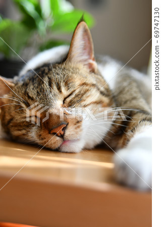 cat, animal, pussy 69747130