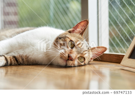 cat, animal, pussy 69747133