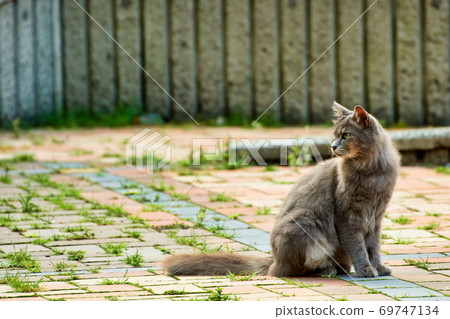 cat, animal, pussy 69747134