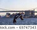 橋和鳥 69747343