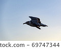 飛翔的海鳥 69747344