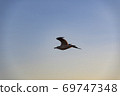 飛翔的海鳥 69747348