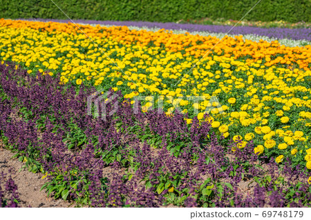 Cosmos, salvia, flowers, flower fields, oranges, flower beds, yellow flowers, 69748179