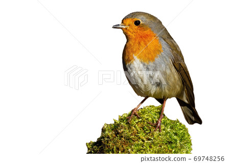 Little european robin sitting on moss isolated on white background. 69748256