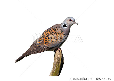 European turtle dove sitting on branch isolated on white background. European turtle dove sitting on branch isolated on white background. 69748259