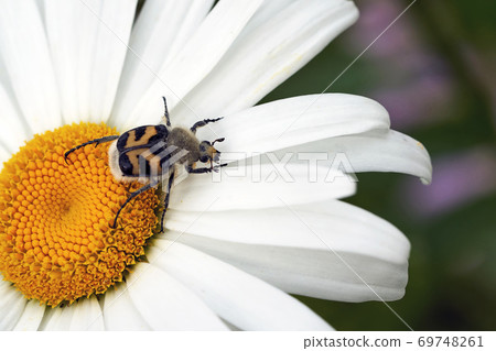 A large beetle on a chamomile flower. Macro shooting A large beetle on a chamomile flower. Macro shooting 69748261