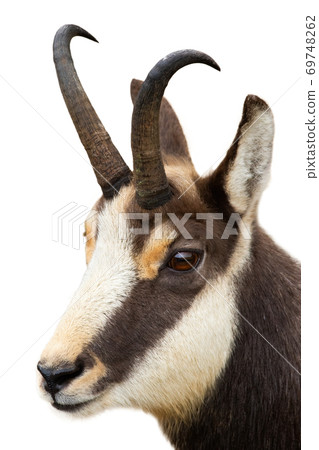 Tatra chamois looking in close-up isolated on white background. 69748262