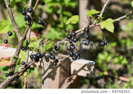 Black currant berries on a bush on a summer sunny day Black currant berries on a bush on a summer sunny day 69748263