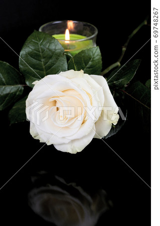 White rose on a black background. Candle burns in the background. Vertical shot White rose on a black background. Candle burns in the background. Vertical shot 69748267