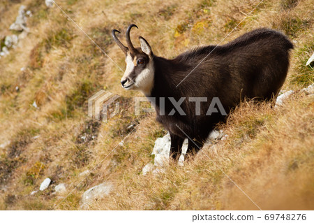 Tatra chamois standing on a meadow in autumn mountains. Tatra chamois standing on a meadow in autumn mountains. 69748276