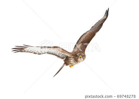 Common buzzard flying i the air isolated on white background. 69748278