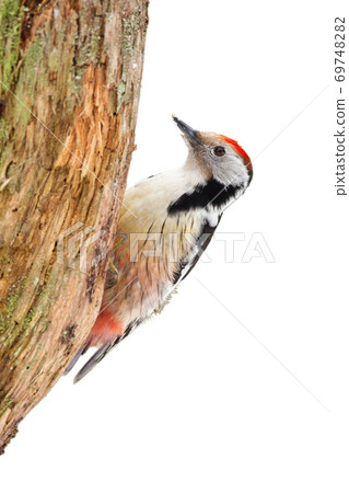 Middle spotted woodpecker sitting on tree cut out on blank. Middle spotted woodpecker sitting on tree cut out on blank. 69748282