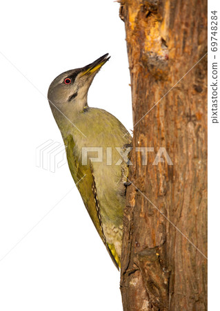 Grey-headed woodpecker sitting on tree isolated on white. 69748284