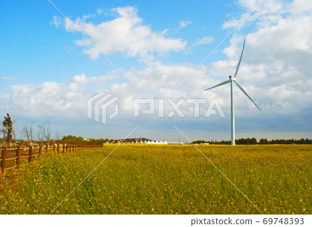 Rape field Rape field 69748393