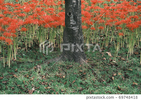 Cluster amaryllis blooming around a tree Cluster amaryllis blooming around a tree 69748418