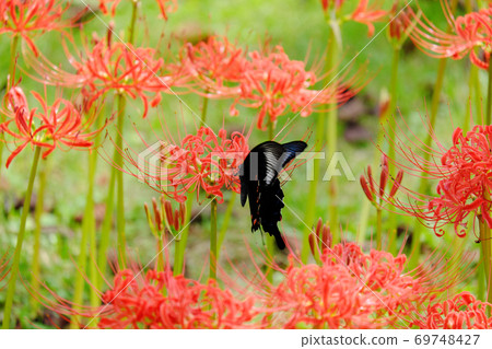 Spangle flying in cluster amaryllis Spangle flying in cluster amaryllis 69748427