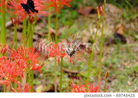 燕尾蝴蝶和黑燕尾吮吸Higanbana的蜂蜜 69748428