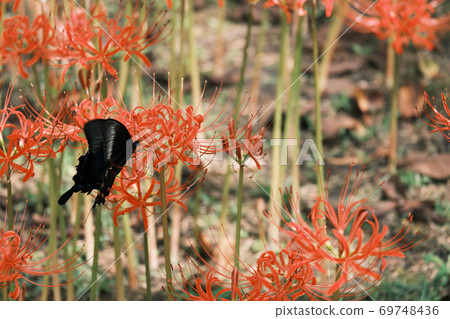 The beauty of the spangle that perches on the cluster amaryllis The beauty of the spangle that perches on the cluster amaryllis 69748436