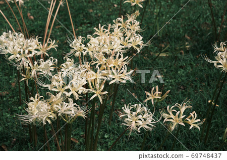 The beauty of white cluster amaryllis The beauty of white cluster amaryllis 69748437